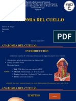 Anatomia Del Cuello
