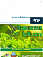 14 Respiration in Plants