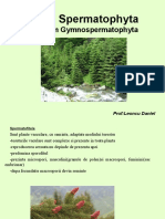 Gimnosperme Conifere1