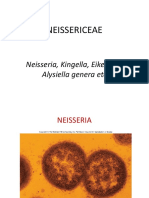 Neisseria Chlamydia Mycoplasma
