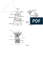 anthozoa