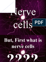 Nerve Cells (CHC)