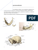 Articulación Temporomandibular: Tema 13