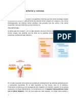 Vascularización Arterial y Venosa: Tema 25