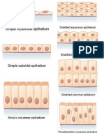 Anaphylab Drawing