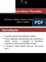 Sistema Reprodutor Masculino