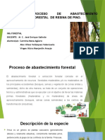 Proceso de Abastecimiento Forestal de Recina de Pino