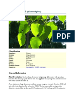Peepal Tree: (Ficus Religiosa)