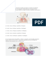 Sistema respiratório e suas funções