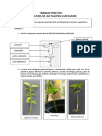 Trabajo Práctico Morfología de Las Plantas Vasculares