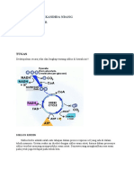 T - Anfis 2 - Siklus Krebs - Paulina Kandida Ndang