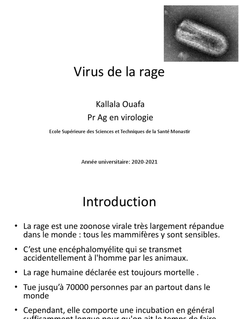 Comprendre le virus de la rage | PDF | Rage (maladie) | Médecine clinique