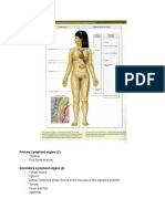 Thymus - Red Bone Marrow: Primary Lymphoid Organs