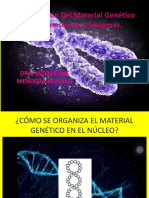 CT3 Organización Del Material Genético en Cromosomas y Genomas