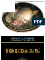 Teknik Budidaya Ikan Mas Adi