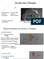 Fase Indiferenciada