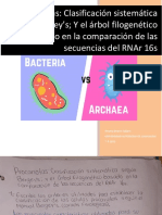 Procariotas Clasificación Sistemática Según Bergey's y Árbol Filogeético