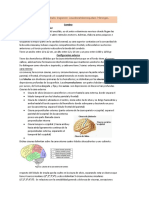 Neuro Unidad 1 A 4 (Solo Cerebro) Con TP 1 A 3