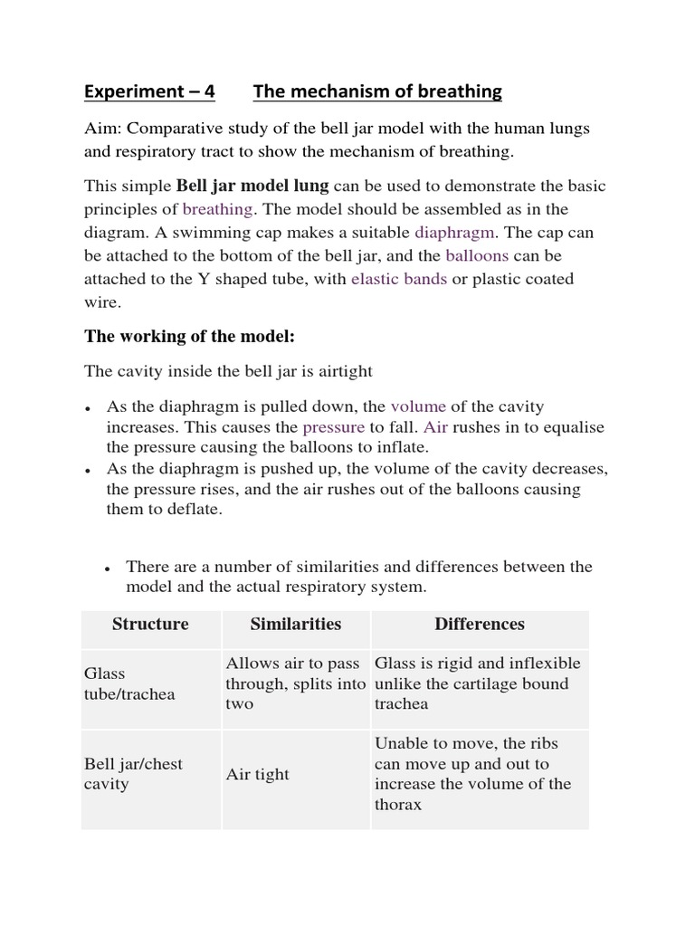 Bell Jar Model for Breathing Mechanism | PDF | Lung | Breathing