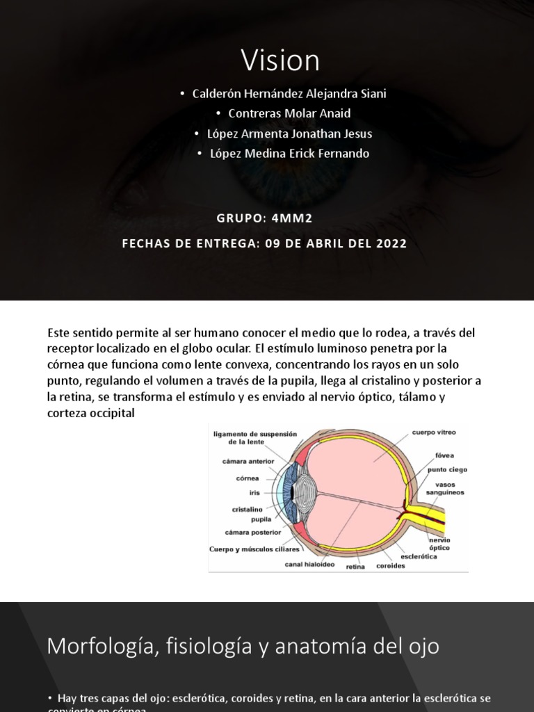 Vision Pdf Percepción Visual Ojo Humano
