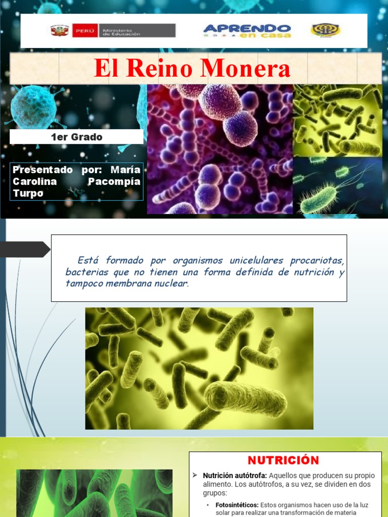 Reino Monera y Protista | PDF | Algas | Organismos