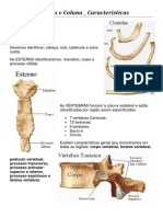 Tórax _ Vértebras e Coluna _ Características