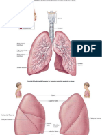 respiratory system histology (2)