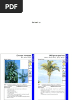 24380871-Tipos-de-Palmeiras