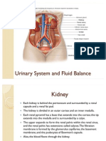 Urinary System