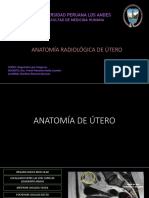 Anatomia Utero