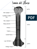 Anatomía Del Hueso