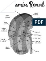 Anatomía Renal