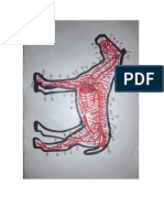 Anatomia II Trabajo Final