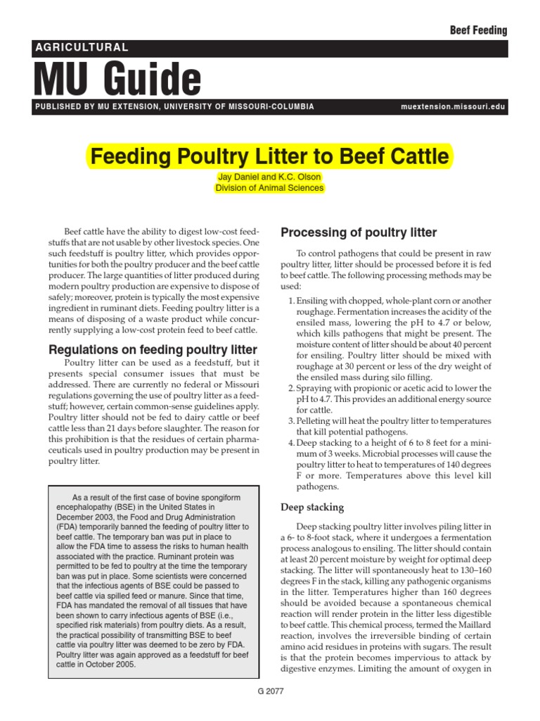 Feeding Poultry Litter To Beef Cattle PDF Cattle Beef