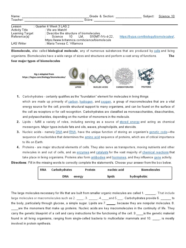 Cells Biomolecule, The Four Major Types of Biomolecules PDF