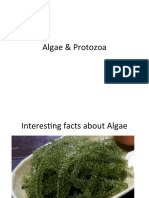 Facts Algae & Protozoa