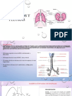Bronquios y Pleuras.