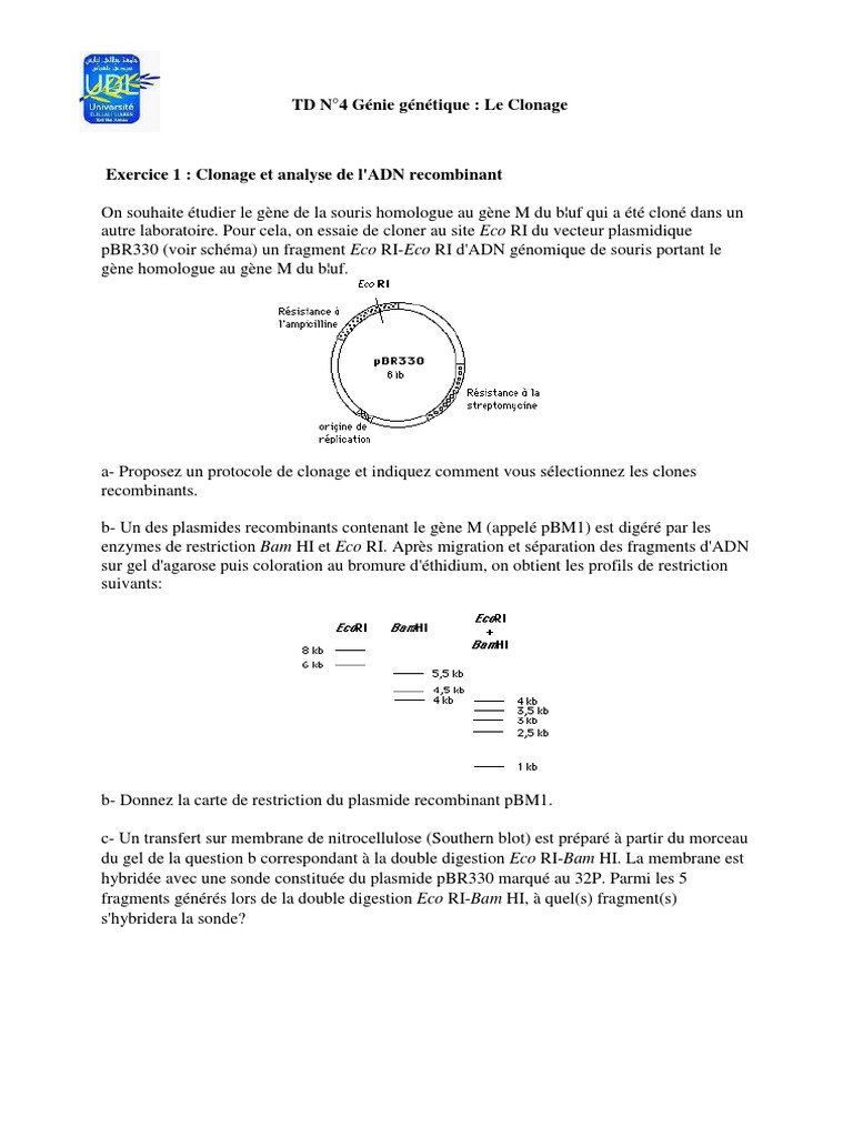 Carte de restriction et clonage ADN PDF Plasmide ADN — free download