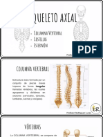 Osteologia Esqueleto Axial