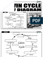 Calvin Cycle