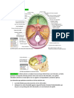 Anatomía Base Endocraneal