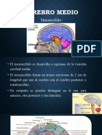 Cerebro Medio