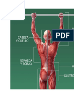 Cinco Datos Sobre Los Músculos Humanos