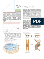 ADN y ARN: estructura y funciones básicas