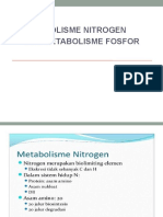 Metabolisme N