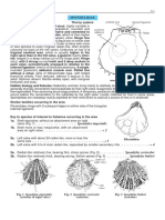 Bivalves - Spondylidae