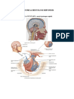 Anatomi Histologi Hipofisis