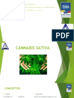 Cannabis Sativa Nueva