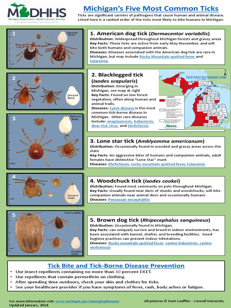 Michigan's 5 Most Common Ticks PDF Animals And Humans Diseases