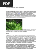 Plantas Sin Semillas y Su Clasificación